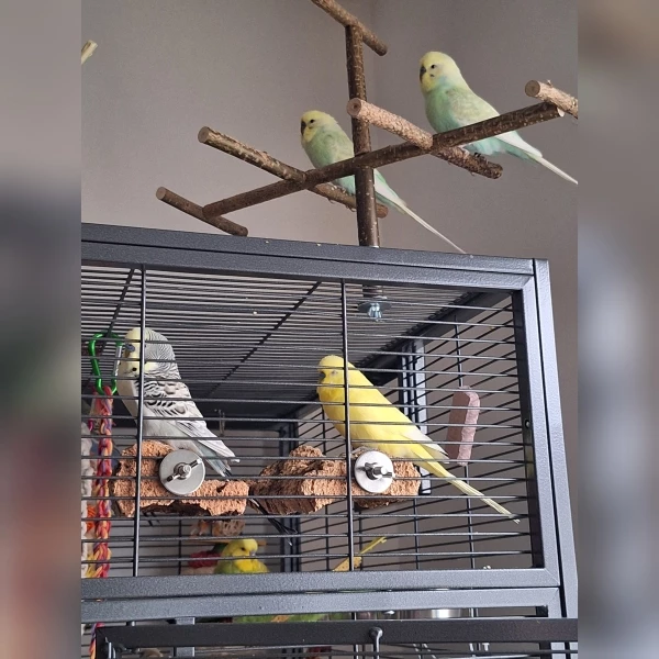 Wellensittich-Bild: Ganz im Hintergrund ist Felix, auf den Korkbrettern sitzen Flauschi und der gelbe Fritzi. Auf der Käfigantenne die Zwillinge Fido und Ferry.