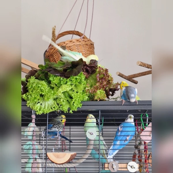Wellensittich-Bild: Die Wellis hatten sich alle sofort in den frischen Salat geworfen.