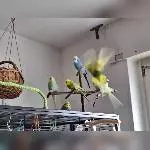 Felix im Flug erwischt