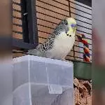 Ich bin Flaumi