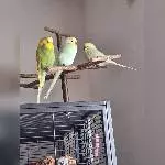 Felix und die Zwillinge