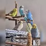 Theo, Speedy, Fabi,Flauschi, Fido oder Ferry und Fini