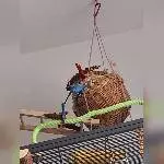 Neue Haferrispen im Korb