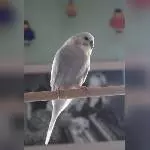 Ich bin Sammy