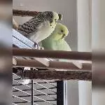 Flauschi und ein Zwilling