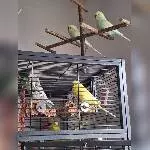 Die Zwillinge, Flauschi, Fritzi und Felix