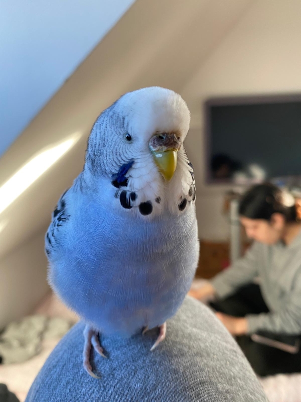 PHPSESSID