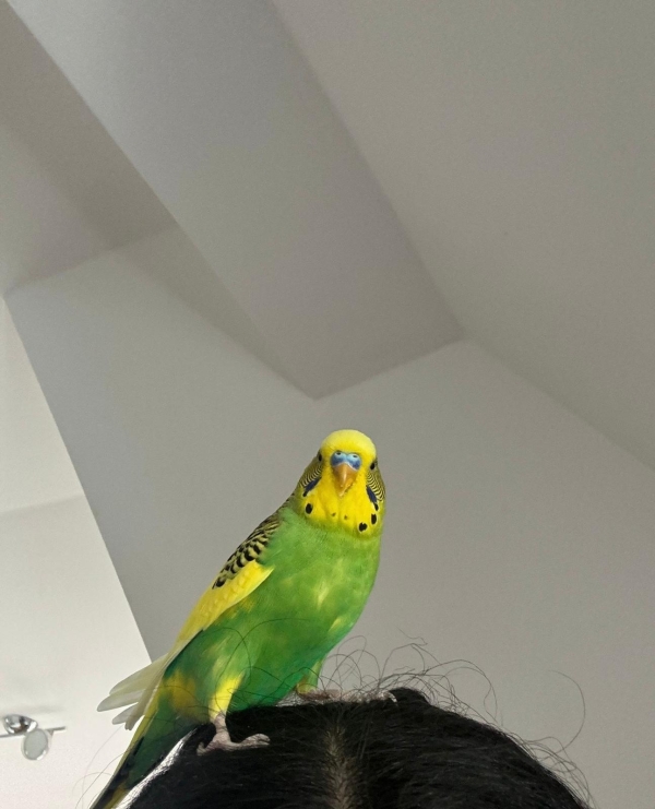 PHPSESSID