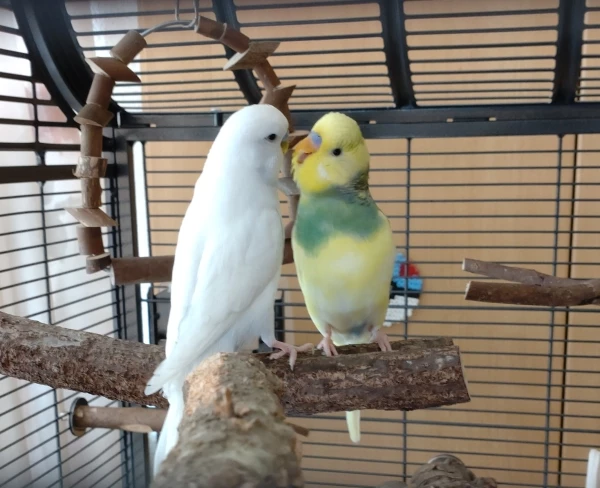 Wellensittich-Bild: Tchio trillert Sasu fröhlich an. Er muss sich groß machen, um an Sasus Schnabel zu kommen. :D