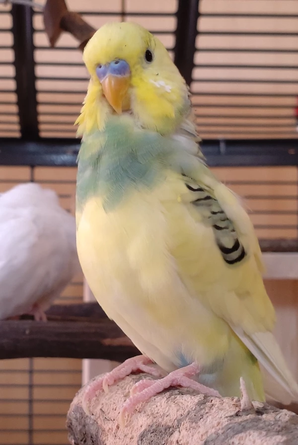 Wellensittich-Bild: Was Sasu kann, kann Tchio natürlich auch: Brust raus, Flügel zurück - so geht das! 