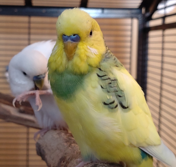 Tchio und Sasu: Photobomb