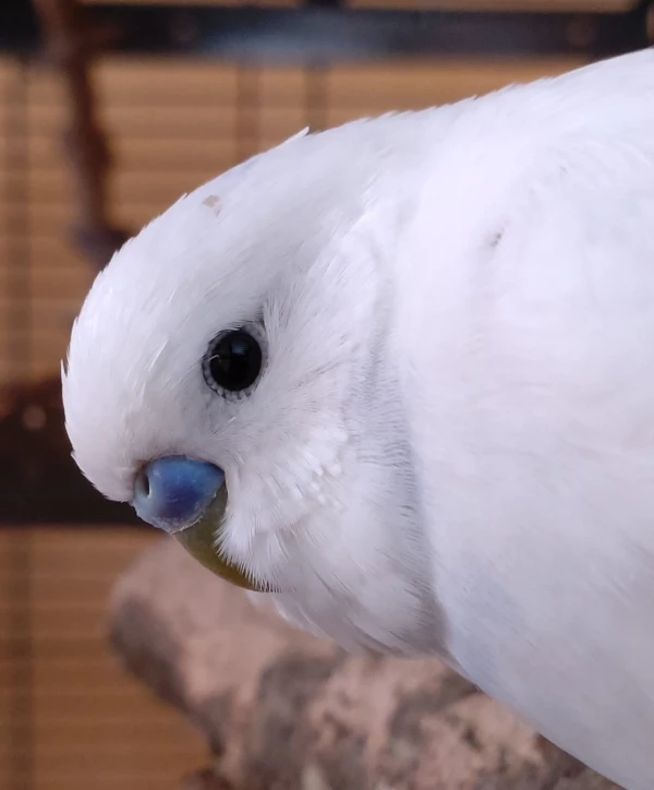 Wellensittich-Bild: Sasu mal ganz nah, sogar die kleinen Wimpern kann man erkennen.