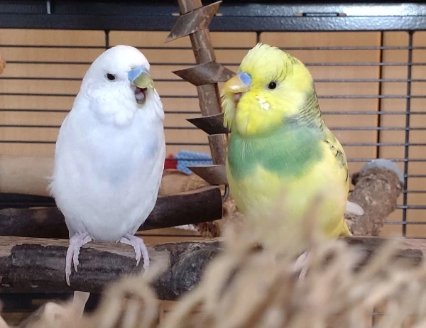 Wellensittich-Bild: Eigentlich wollte ich versuchen, ein hübsches Foto für die Ostergalerie zu machen, aber ich wurde nur müde angegähnt, bevor die beiden die Köpfe in den Rückenflausch gedreht haben. :D