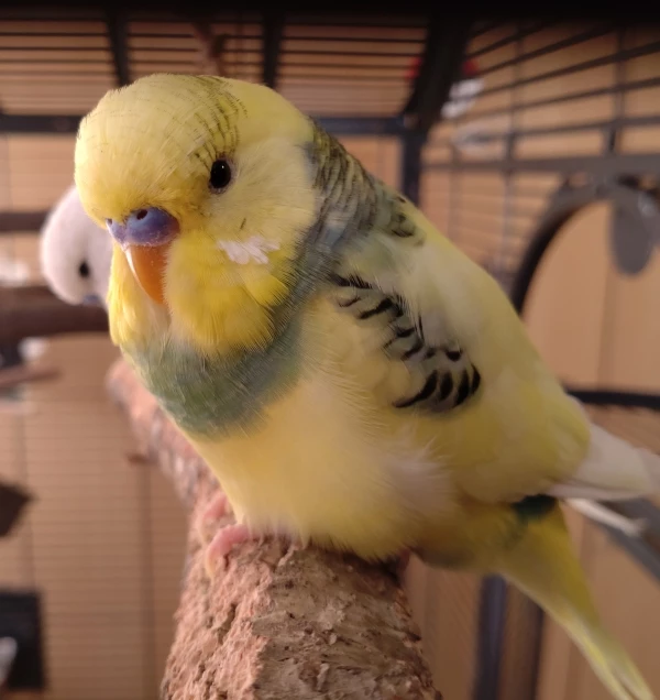Wellensittich-Bild: Flauschio McFlauschingten präsentiert sich in seiner ganzen kuscheligen Kugeligkeit.