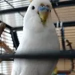 Sasu: Schmeißt sich in Schale