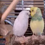 Tchio und Sasu: Wiegenlied 
