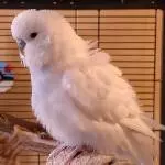Sasu: Flauschplosion