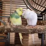 Tchio und Sasu: Harmonie 