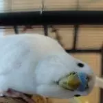 Sasu: Hallo, Inspektion, was haben Sie da?