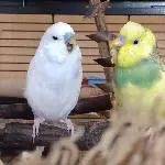 Tchio und Sasu: Gääääähn