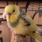 Tchio: Flauschio McFlauschingten, der Flauschige