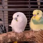 Tchio und Sasu: Flauschbällchen