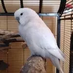 Sasu: Wölkchen