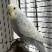 Album von Sonnenvogel
