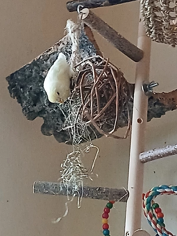 Wellensittich-Bild: Traudl zerlegt die Weidenkugel. 
