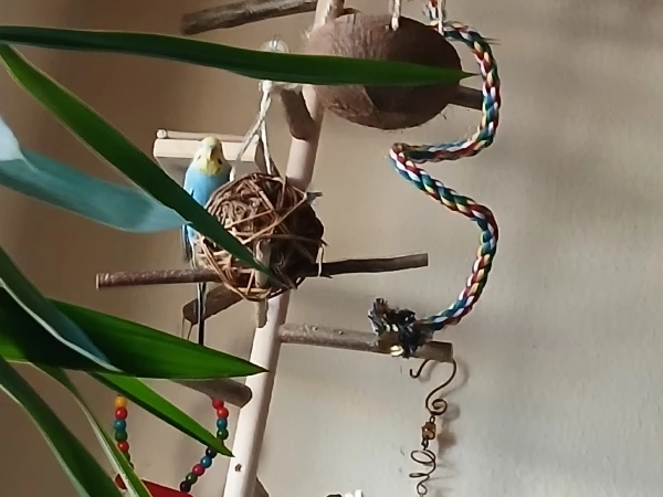 Wellensittich-Bild: Bazi hat als erster die Weidenkugel entdeckt.