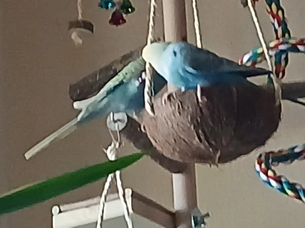 Wellensittich-Bild: Mal richtig den Vogelbaum ausprobiert