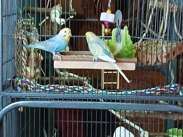 Wellensittich-Bild: Bazi und Resi mümmeln ihr Frühstück.