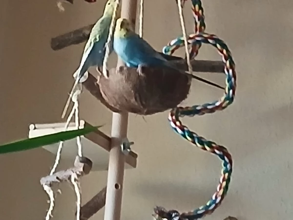 Wellensittich-Bild: So schön die Beiden stundenlang auf dem Vogelbaum