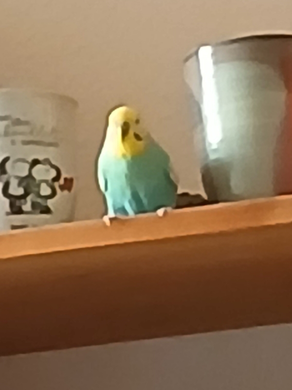 Michi