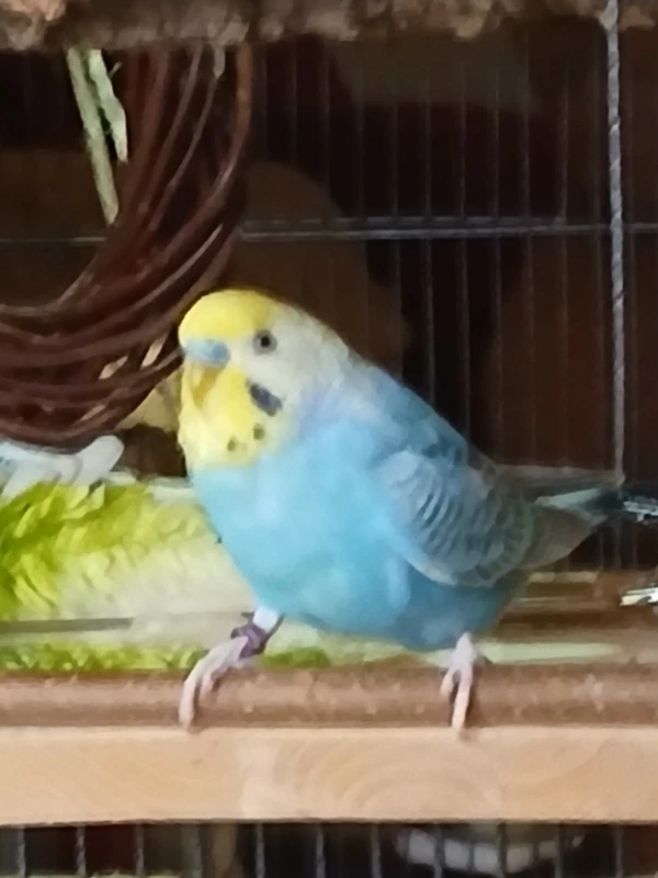 Wellensittich-Bild: Bazi auf seinem Lieblings Platz, gleich bei seinem Salat. 