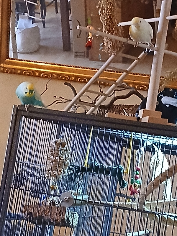 Michi und Traudl warten auf Nachschub ihren Weihnachtsbaum