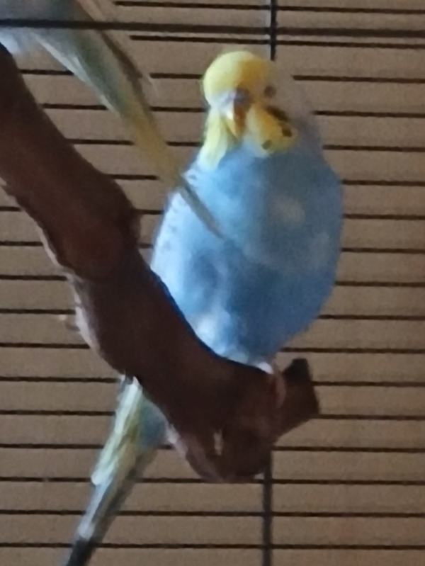 PHPSESSID