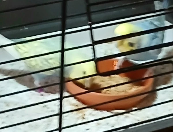 Wellensittich-Bild: Gemeinsam schmeckt es am Besten.