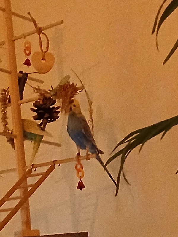 Wellensittich-Bild: Da muss sich der kleine Mann strecken, damit er gut ran kommt. 