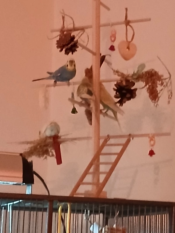 Wellensittich-Bild: Bazi, Michi, Resi und Traudl sind sich einig, dass Weihnachten toll ist. 