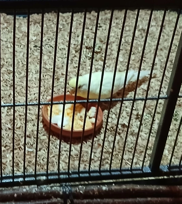 Wellensittich-Bild: Traudl lässt sich das Sonntagsei schmecken. 