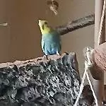 Hier bin ich der Chef 