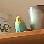 Zwischen den Tassen mach ich mich doch ganz gut 