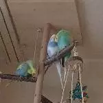Alle vereint 