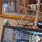 Michi und Traudl warten auf Nachschub ihren Weihnachtsbaum 