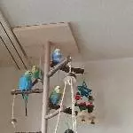 Das sind wir Hallodris 