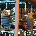 Zwei Halodris