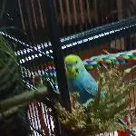 Frisches Hirse Päckchen von Felo