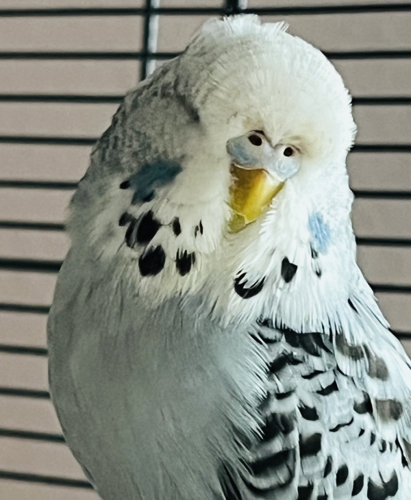 PHPSESSID