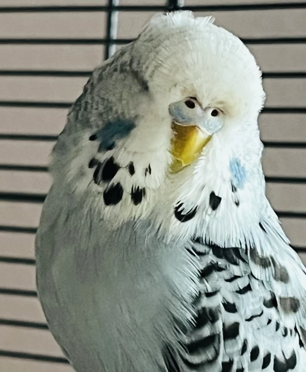 Wellensittich-Bild: Graue Wellensittichhenne schaut neugierig in die Kamera.